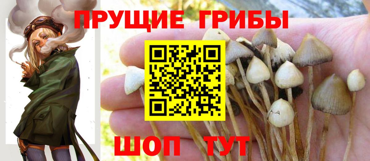 Псилоцибиновые грибы GOLDEN TEACHER Улан-Удэ